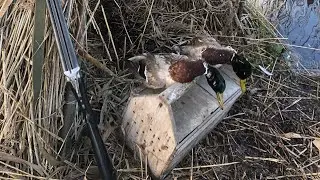 Охота с подсадной уткой