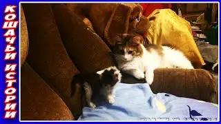 Знакомство крошечного котенка Мэйсона с нашей старшей кошкой Марусей. Новый член семьи.