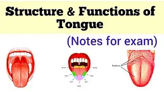 Tongue-Structure of Tongue-Functions of Tongue-Different types of Taste buds/Papillae/Tongue Anatomy