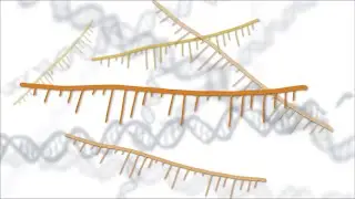 Fixing Genes with Antisense Oligonucleotides (ASOs)