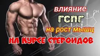 Влияние ГСПГ на курсе анаболических стероидов на рост мышц
