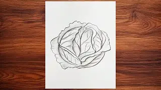 How to draw vegetable cabbage | Easy pencil sketch ideas