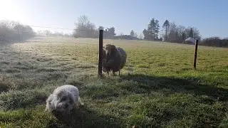 Sheep reaction dog zooming