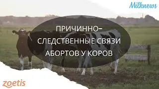 Причинно-следственные связи абортов у коров