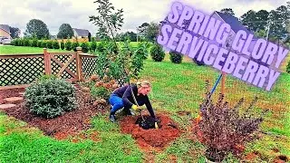 Planting A Spring Glory® Serviceberry | Amelanchier