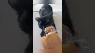 Crazy Animals🐶Funny Fail ops Moments Viral Clips 