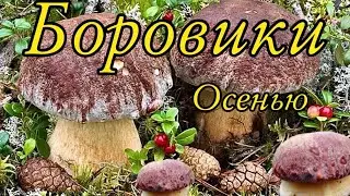 Шок! Сколько Боровиков в Сентябре без дождя! Отличный выезд за Грибами!