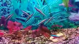 Aquarium. Пецилобрикон и неоны.