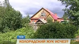 С прикамских полей и огородов бесследно исчез колорадский жук