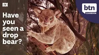 Are Drop Bears Real? - Behind the News