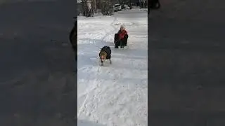 Зимние игры) Американский Стаффордширский Терьер