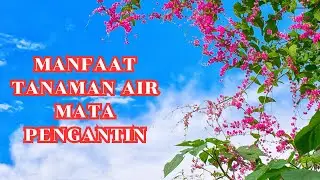 Manfaat Tanaman Air Mata Pengantin