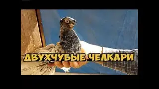 ГОЛУБИ ГЕРМАНИЙ / ДВУХЧУБЫЕ ЧЕЛКАРИ / МРАМОРНЫЕ ГОЛУБИ / PIGEONS / TAUBE