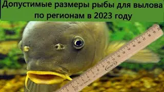 Допустимые размеры рыбы для вылова ПО РЕГИОНАМ в 2023 году. Рыболовные правила 2023. Штрафы 2023.