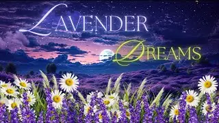 Lavender Dreams: Immerse in Tranquil Fields, Serenading Birds, and Dreamy Sleep Melodies! 🌿🕊️🎶 😴