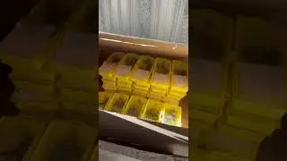Хор пчелиных маток