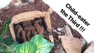 GOLIATH bird eater TARANTULA feeding ~ Child eater the Third !!!