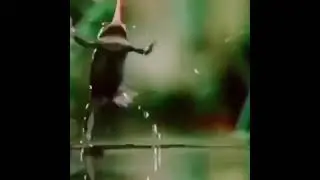 Лягушка путешественница!