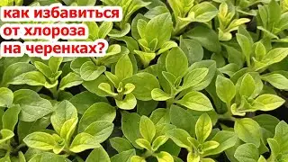 КАК БЫСТРО ИЗБАВИТЬСЯ ОТ ХЛОРОЗА НА МОЛОДЫХ ЧЕРЕНОЧКАХ?