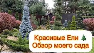 Красивые Ели 🌲 Обзор моего сада. Сравнение разных поставщиков.