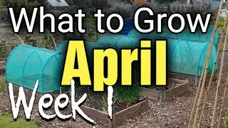 What to Grow and Sow in April | Week 1 | Allotment Gardening UK