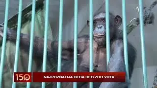 150 MINUTA - Beo zoo vrt, majmunica Zorica napunila 30 godina | PRVA