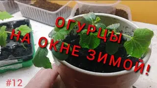 ОГУРЦЫ НА ОКНЕ ЗИМОЙ! ПРОБУЕМ ВЫРАСТИТЬ! и ещё горох #12