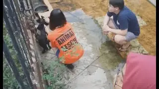 Penyelamatan Anjing di Komplek THI (U8)