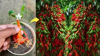 Simple method propagate chili tree with tomato fruit || how to grow chili tree at home