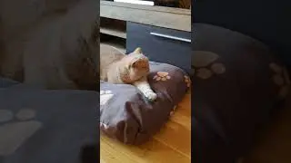 Вот морда наглая((