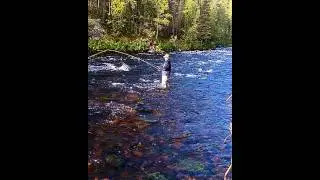 fishing in the north of Russia Murmansk region, the river Tuntseyoki