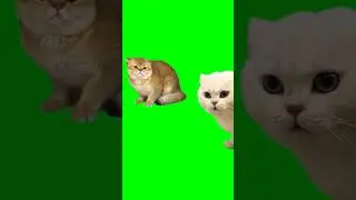 МЕМ ДРАКА КОТОВ ФУТАЖ на ЗЕЛЕНОМ ФОНЕ / Fighting cats on green screen 💚