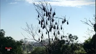 Bat Camp (Flying Fox Colony) Mitchell River Bairnsdale