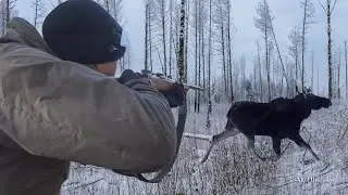 Охота на лося загоном. Первый опыт. Первый лось!