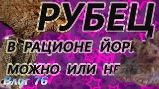 Можно ли йорку рубец? Рубец в рационе йоркширского терьера.