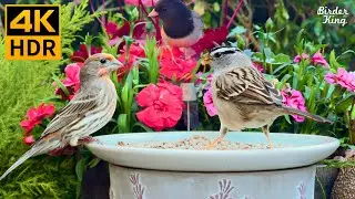 Cat TV for Cats to Watch 😺 Beautiful Birds and A Cute Mouse 🐿 8 Hours 4K HDR