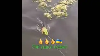 Лягушка ловит отлично. Как поймать на лягушку?! 👍👍👍🇺🇦 