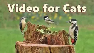 Videos for Cats to Watch ~ Birds in The Rain Super Spectacular