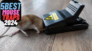 5 Best Mouse Traps of 2024