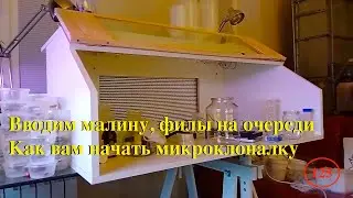 [125] Вводим малину, филы на очереди | Как вам начать микроклоналку
