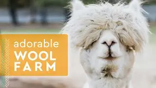 Inside an Adorable Coastal Wool Farm 🐑 California Yarn