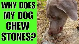 Why Does My Dog Chew Stones? GREED?