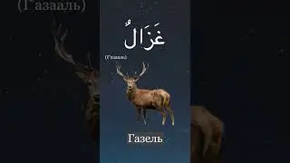 Урок Арабского языка №1. Название животных на Арабском языке.