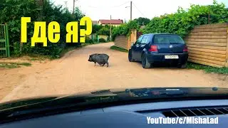 Мини пиг по дороге домой.