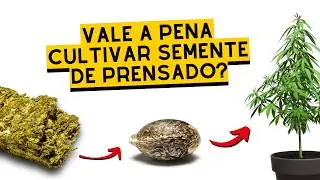 SEMENTES DE PRENSADO: valem a pena plantar?