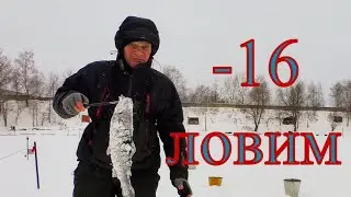 Ловля форели в мороз. Холодный январь 2021.