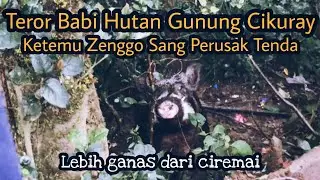 Pendakian Gunung Cikuray (Teror Babi Hutan)