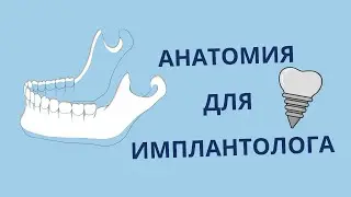 Анатомия нижней челюсти для стоматологов-хирургов, имплантологов. Важные клинические аспекты.