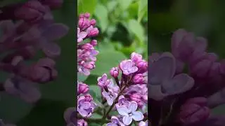 Цветущая сирень. #сирень#природа#цветы#красивыеместа#звукиприроды#flowers#relaxing #relaxingmusic