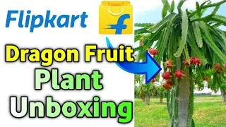 Dragon Fruit Plants Unboxing From Flipkart 😝